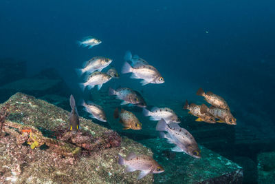 Fish swimming in sea