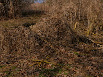 Scenic view of forest