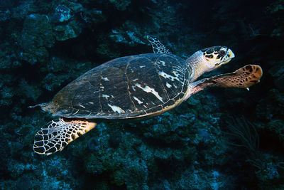 A hawksbill turtle glides along the reef in roatan, honduras.