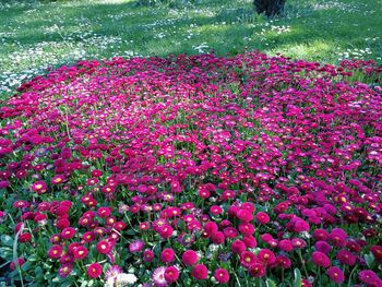 High angle view of pink flowers on field