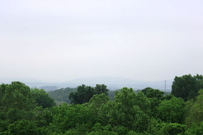 Trees in forest against clear sky