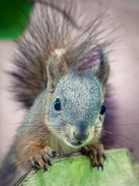 animal