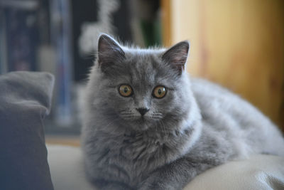 Close-up portrait of cat