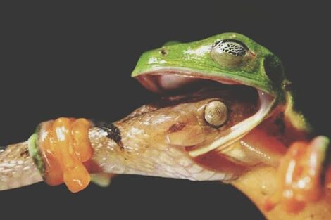 close-up, one animal, animal themes, black background, indoors, studio shot, animal head, food, fish, wildlife, food and drink, part of, animals in the wild, animal body part, seafood, no people, selective focus, focus on foreground, healthy eating, dead animal