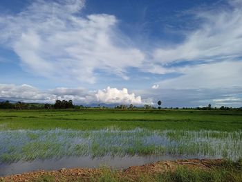 Scenic view of agricultural field against sky