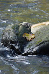 Close-up of turtle in sea