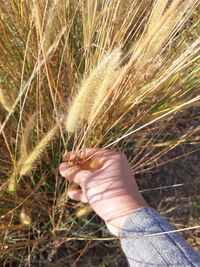 Close-up of hand holding leaf on field