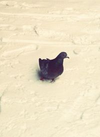 Dog standing on snow covered field