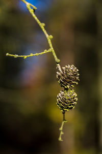 Close-up of flowering plant