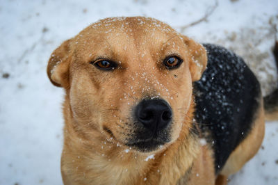 Close-up portrait of dog during winter