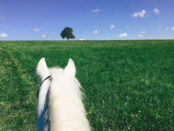 White horse on field against sky