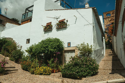 Potted plants by building against sky