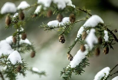 Close-up of pine tree during winter