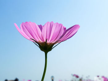 Close-up of pink flower against clear sky