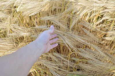 Adult wheat ears on a field in a village