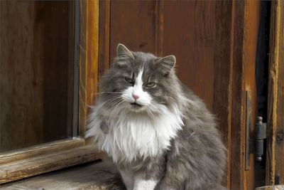 Close-up of cat on door