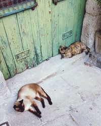 High angle view of cat sleeping outdoors