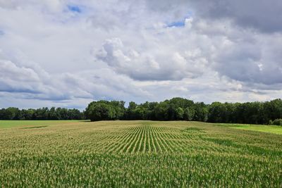 Scenic view of agricultural field against sky