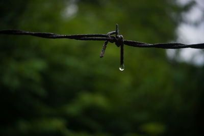 Dew drops on barbed wire