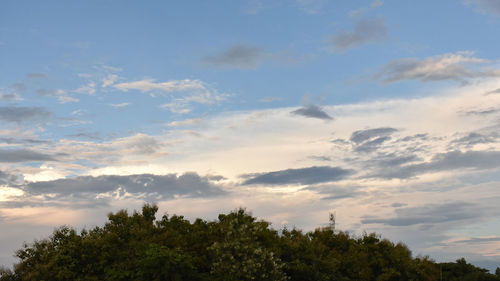 Low angle view of trees against sky