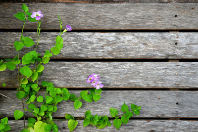 High angle view of purple flowering plant on wooden wall