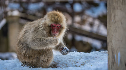 Monkey sitting on snow covered landscape