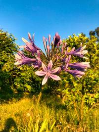 Close-up of pink flowering plant on field against sky