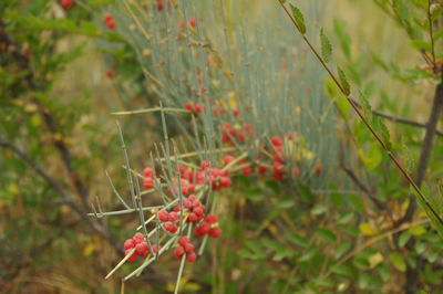 Close-up of red flowers