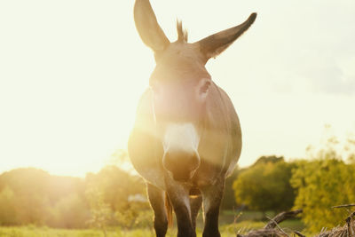 View of a horse on field