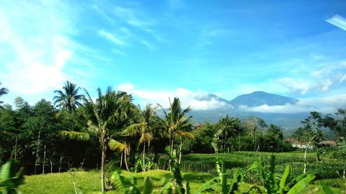 Scenic view of palm trees on landscape against sky