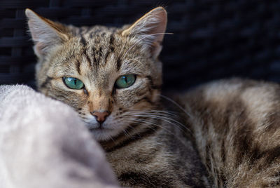 Close-up portrait of a cat