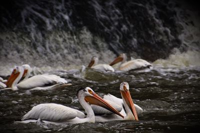 Pelicans swimming in sea