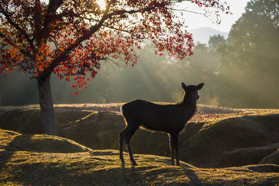 Horse standing on a tree