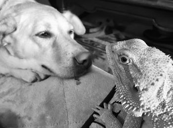 Close-up portrait of two dogs