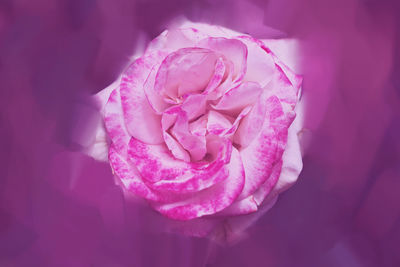 Close-up of pink rose