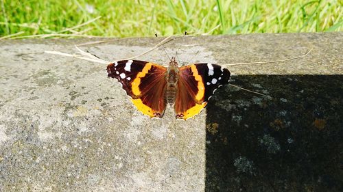 Butterfly on leaf