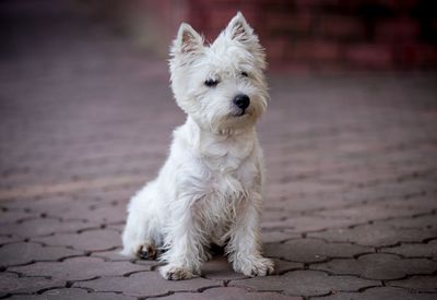 Close-up of white dog sitting on footpath