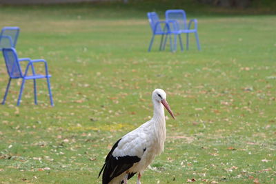 Bird on field in park