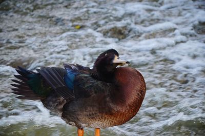 Close-up of duck in lake