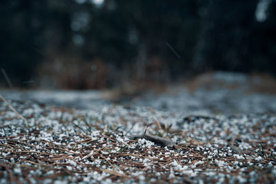 Surface level of snow on field