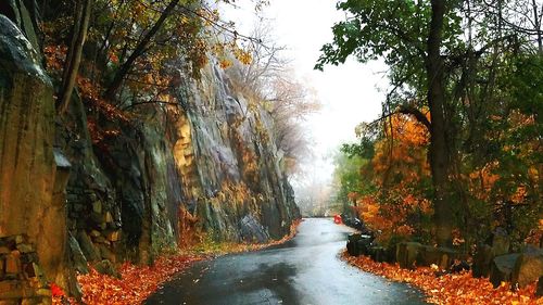 River amidst trees in forest during autumn