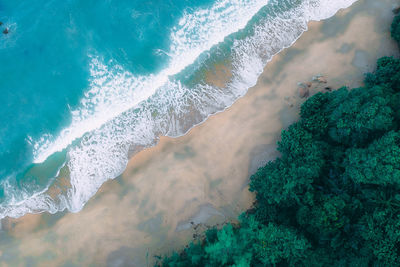 Directly above shot of beach and trees