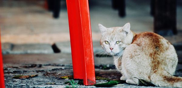 Domestic cat looking at camera