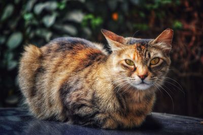 Close-up of cat sitting outdoors