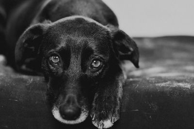 Close-up portrait of black dog