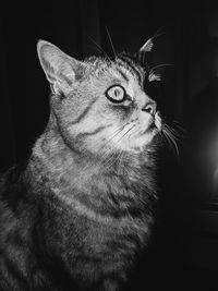 Close-up of a cat looking away