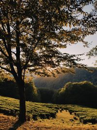 Trees on field against sky