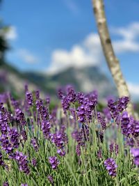 Close-up of purple flowering plants on field against sky