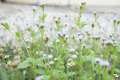 Close-up of white flowering plant on field