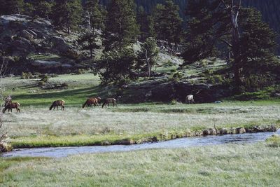 Flock of sheep grazing on field